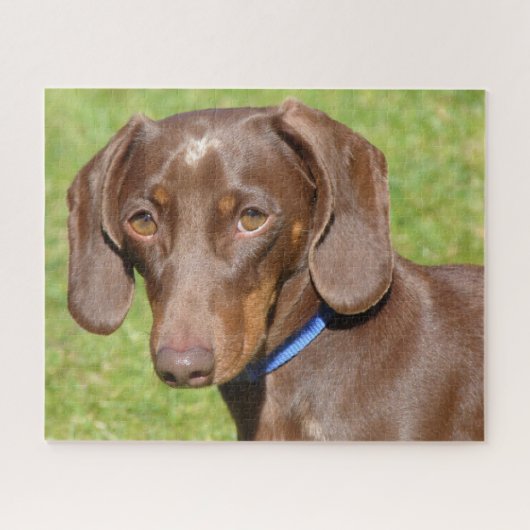 Chocolade en tan Dachshund Legpuzzel (Horizontaal)