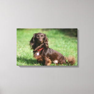 Chocolade en Tan Long-hire Miniature Dachshund Canvas Afdruk