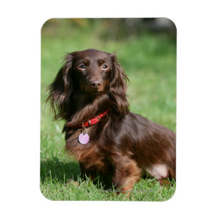 Chocolade en Tan Long-hire Miniature Dachshund Magneet