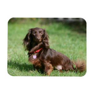Chocolade en Tan Long-hire Miniature Dachshund Magneet