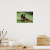 Chocolade en Tan Long-hire Miniature Dachshund Poster (Keuken)