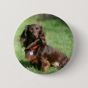 Chocolade en Tan Long-hire Miniature Dachshund Ronde Button 5,7 Cm