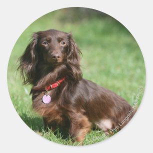 Chocolade en Tan Long-hire Miniature Dachshund Ronde Sticker