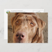 Chocolade Lab Briefkaart (Voorkant / Achterkant)