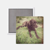 Chocolade Lab dat in grasfoto's ligt Magneet (Voorkant / Achterkant)