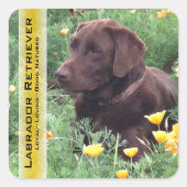 Chocolade Lab in California Poppy Patch Custom Vierkante Sticker (Voorkant)