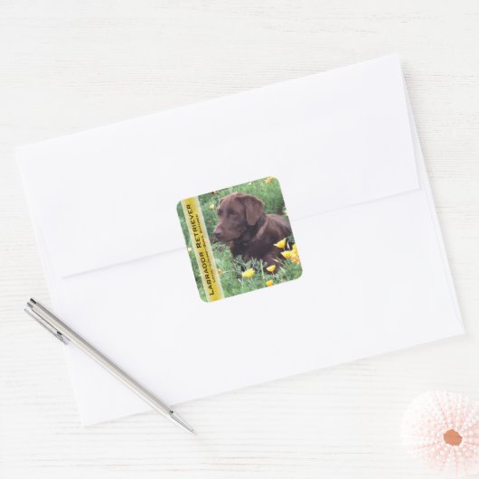 Chocolade Lab in California Poppy Patch Custom Vierkante Sticker (Envelop)