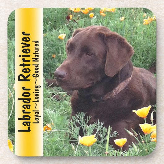 Chocolade Lab in California Poppy Patch Drankjes Onderzetter (Voorkant)