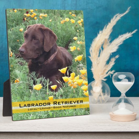 Chocolade Lab in California Poppy Patch Fotoplaat (Zijkant)