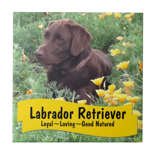 Chocolade Lab in California Poppy Patch Tegeltje (Voorkant)