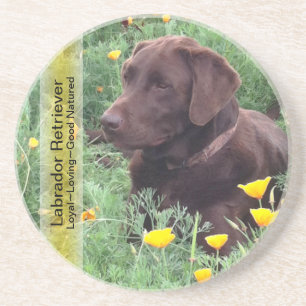 Chocolade Lab in California Poppy Patch Zandsteen Onderzetter