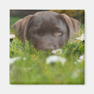 Chocolade Lab in Daisies Magnet Magneet