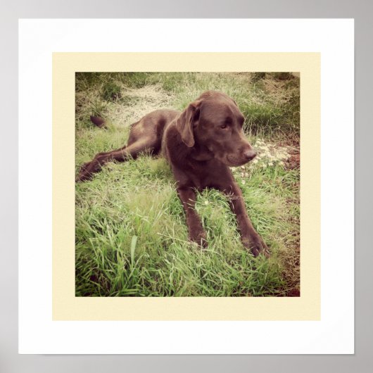 Chocolade Lab Liggend In Gras Foto Poster (Voorkant)