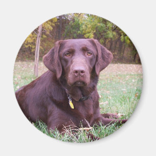 Chocolade Lab Magneet