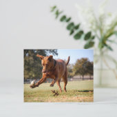 Chocolade Lab Pit Mix Dog Chasing Ball Briefkaart (Staand voorkant)