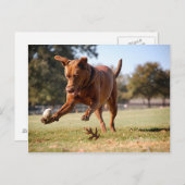 Chocolade Lab Pit Mix Dog Chasing Ball Briefkaart (Voorkant / Achterkant)