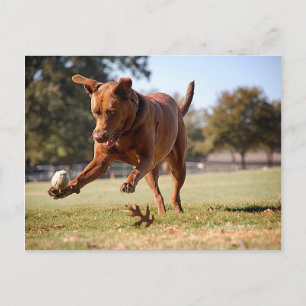 Chocolade Lab Pit Mix Dog Chasing Ball Briefkaart