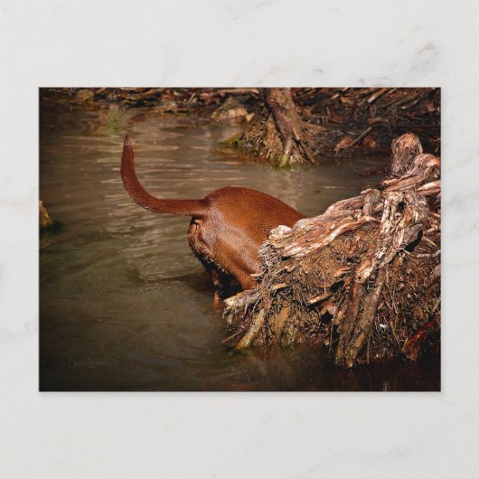 Chocolade Lab Pit Mix Dog Digging Briefkaart (Voorkant)