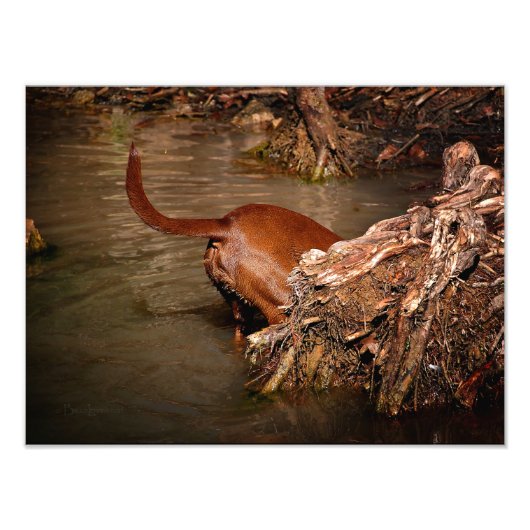 Chocolade Lab Pit Mix Dog Digging Foto Afdruk (Voorkant)