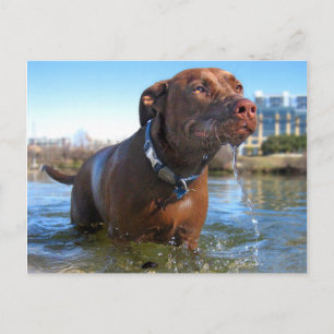 Chocolade Lab Pit Mix Dog Drooling Briefkaart