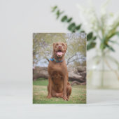Chocolade Lab Pit Mix Dog glimlachen 2 Briefkaart (Staand voorkant)