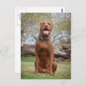 Chocolade Lab Pit Mix Dog glimlachen 2 Briefkaart (Voorkant / Achterkant)