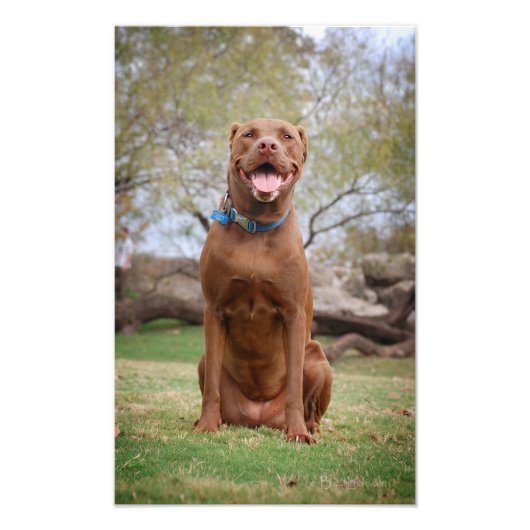Chocolade Lab Pit Mix Dog glimlachen 2 Foto Afdruk (Voorkant)
