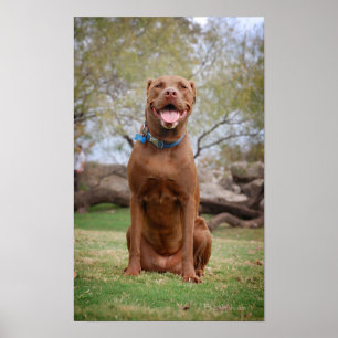 Chocolade Lab Pit Mix Dog glimlachen 2 Poster