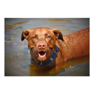 Chocolade Lab Pit Mix Dog glimlachen Foto Afdruk