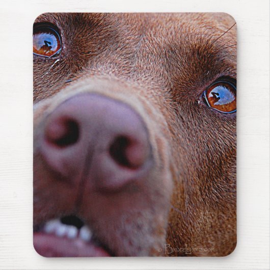 Chocolade Lab Pit Mix Dog Nose Muismat (Voorkant)