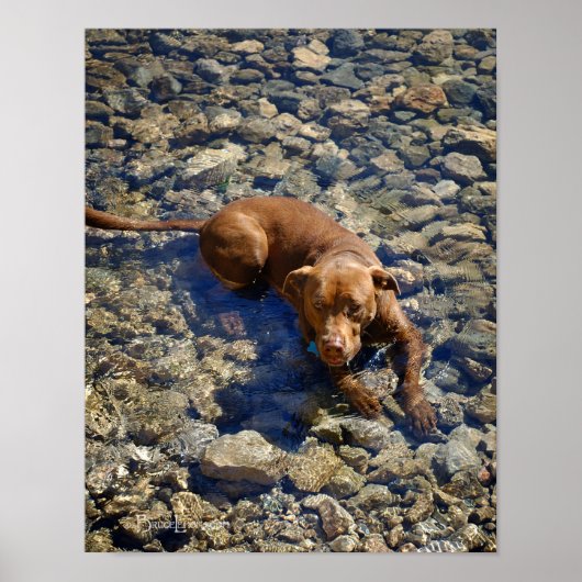 Chocolade Lab Pit Mix Dog op de Rocks Poster (Voorkant)