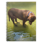 Chocolade Lab Pit Mix Dog Op zoek naar vis Notitieboek (Voorkant)