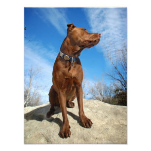 Chocolade Lab Pit Mix Dog Portret 6 Foto Afdruk