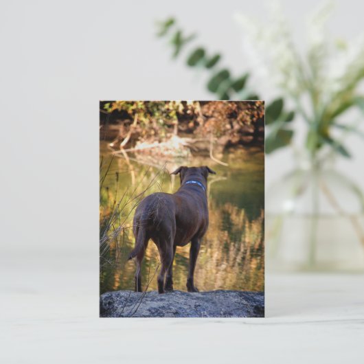 Chocolade Lab Pit Mix Dog Serene Briefkaart (Staand voorkant)