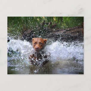 Chocolade Lab Pit Mix Dog Splashing 4 Briefkaart