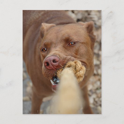 Chocolade Lab Pit Mix Dog Tugging 2 Briefkaart (Voorkant)