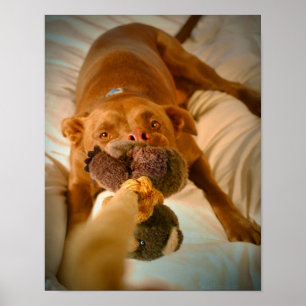 Chocolade Lab Pit Mix Dog Tugging Poster