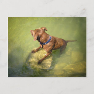 Chocolade Lab Pit Mix Dog Zwemmen 6 Briefkaart