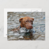 Chocolade Lab Pit Mix Dog Zwemmen 7 Briefkaart (Voorkant / Achterkant)