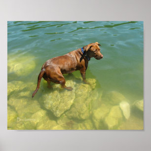 Chocolade Lab Pit Mix Dog zwemmen Poster