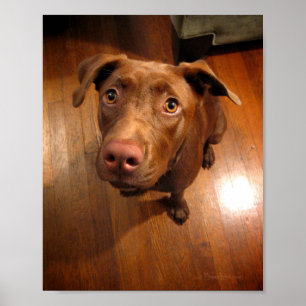 Chocolade Lab Pit Puppy Plead look Poster