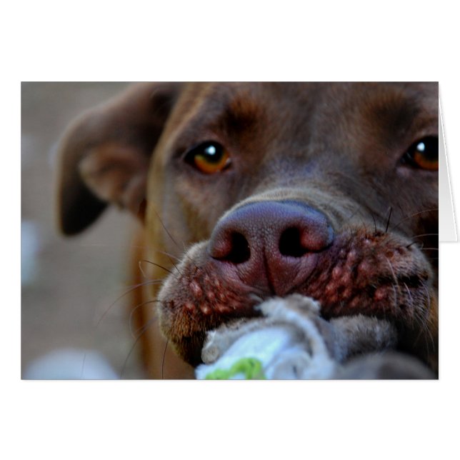 Chocolade Lab Pit Puppy Tugging (Voorkant Horizontaal)