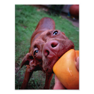 Chocolade Lab Pit Puppy Tugging Ball Foto Afdruk