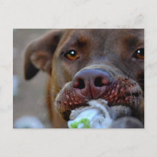 Chocolade Lab Pit Puppy Tugging Briefkaart