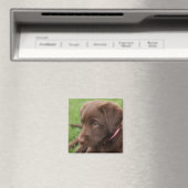Chocolade Lab Pup Magneet (Insitu (Vaatwasser))