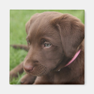 Chocolade Lab Pup Magneet
