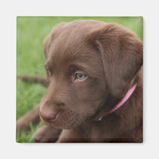 Chocolade Lab Pup Magneet (Voorkant)