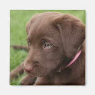 Chocolade Lab Pup Magnet Magneet