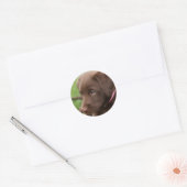 Chocolade Lab Pup Sticker (Envelop)