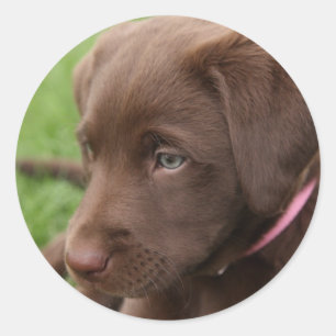 Chocolade Lab Pup Sticker